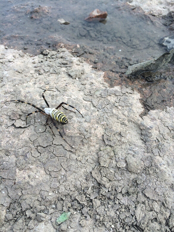 ��˭֪������ʲô֩��