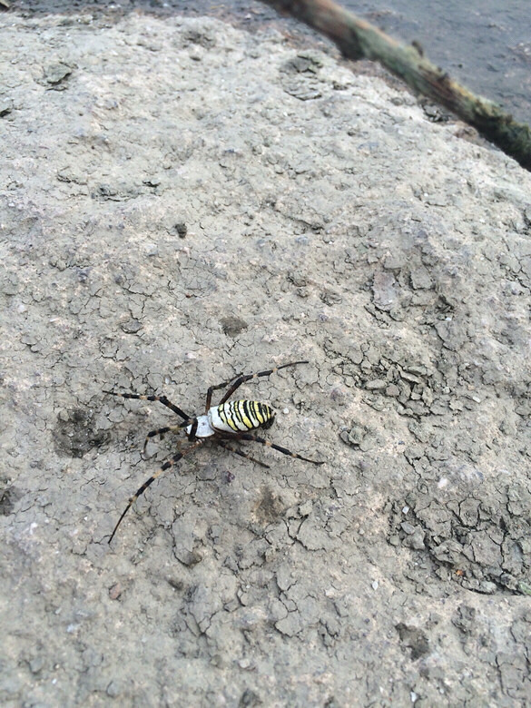 ��˭֪������ʲô֩��