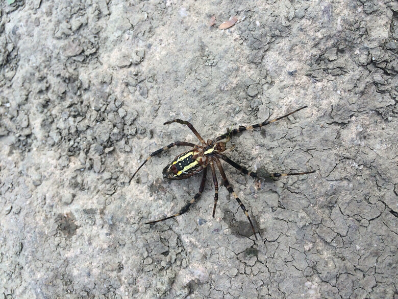 ��˭֪������ʲô֩��