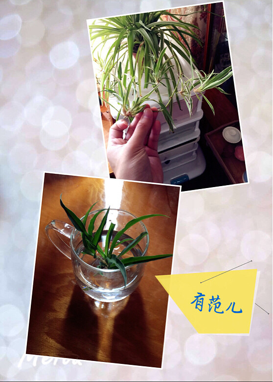 ��֦ˮ�࣬�����ֻ�