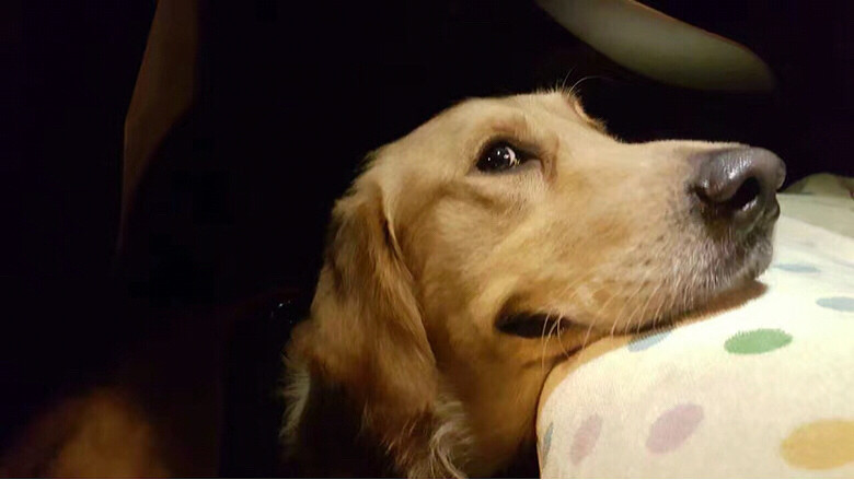 G20���������ǻؼ҆�