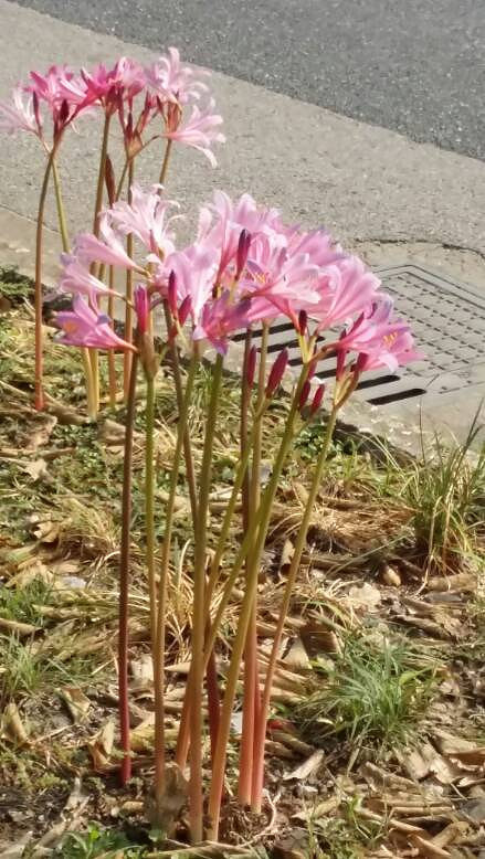 ���ֲ���Ҷ�ӵĻ���ʲô���ء�����֧�̡���