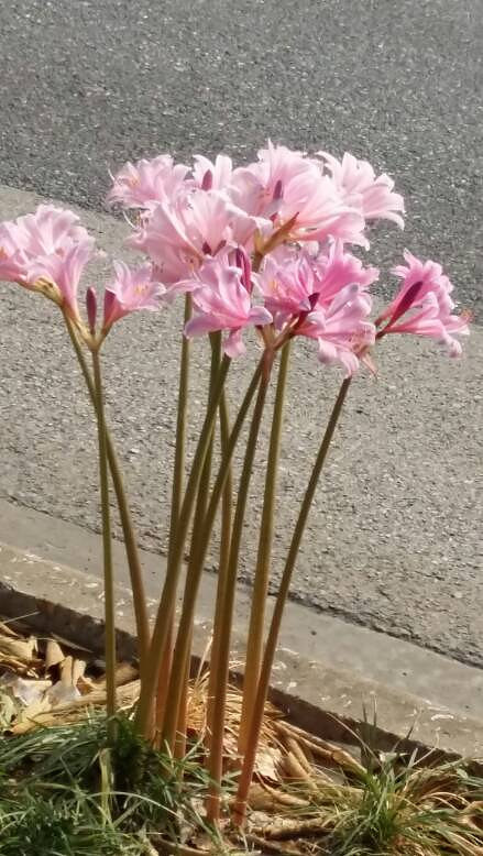 ���ֲ���Ҷ�ӵĻ���ʲô���ء�����֧�̡���