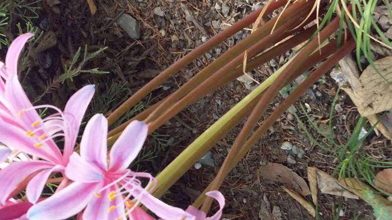 ���ֲ���Ҷ�ӵĻ���ʲô���ء�����֧�̡���