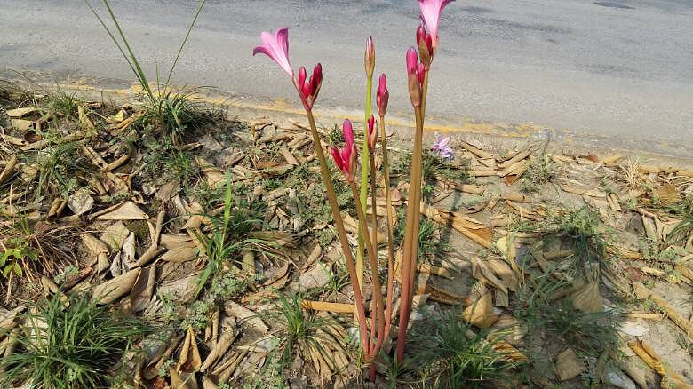 ���ֲ���Ҷ�ӵĻ���ʲô���ء�����֧�̡���