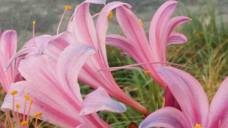 ���ֲ���Ҷ�ӵĻ���ʲô���ء�����֧�̡���