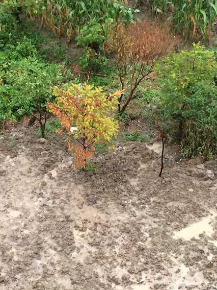 ������Ҷ���������峿