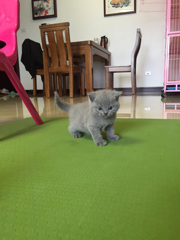 С�һ�С��è��һ��ί�������Ÿ�������Ƭ��