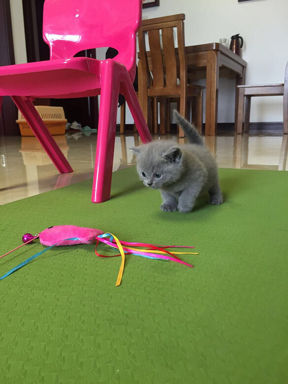 С�һ�С��è��һ��ί�������Ÿ�������Ƭ��