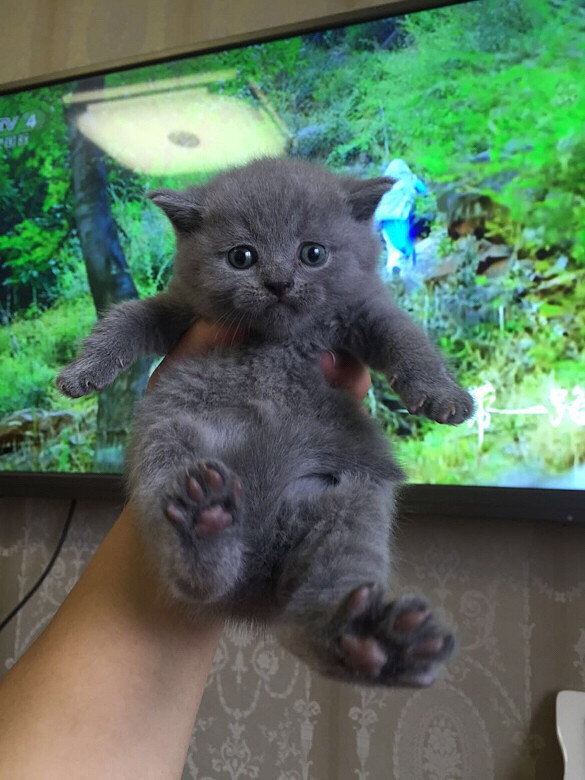 С�һ�С��è��һ��ί�������Ÿ�������Ƭ��