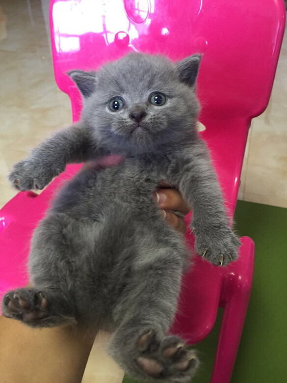 С�һ�С��è��һ��ί�������Ÿ�������Ƭ��