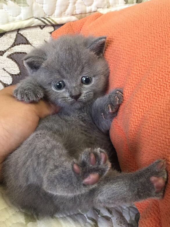 С�һ�С��è��һ��ί�������Ÿ�������Ƭ��