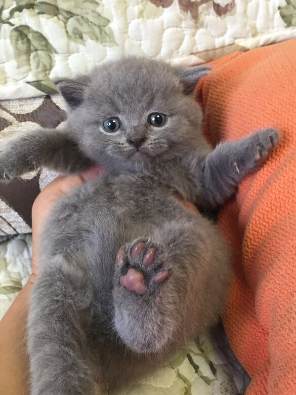 С�һ�С��è��һ��ί�������Ÿ�������Ƭ��