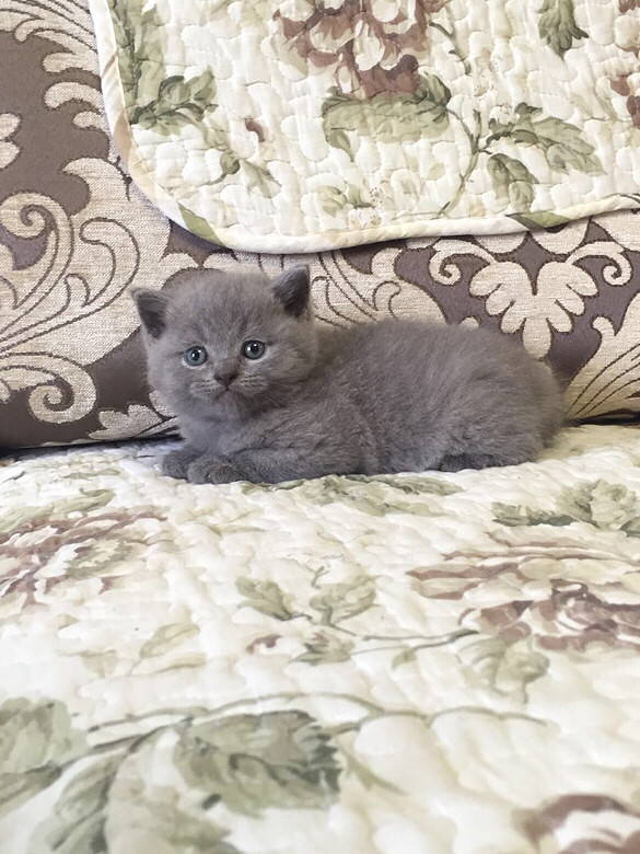 С�һ�С��è��һ��ί�������Ÿ�������Ƭ��