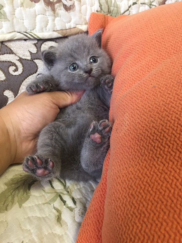 С�һ�С��è��һ��ί�������Ÿ�������Ƭ��