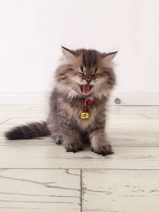 �Ҽҵ�С�ϻ�Ŷ��Ư�����������ã��п�ɪ��