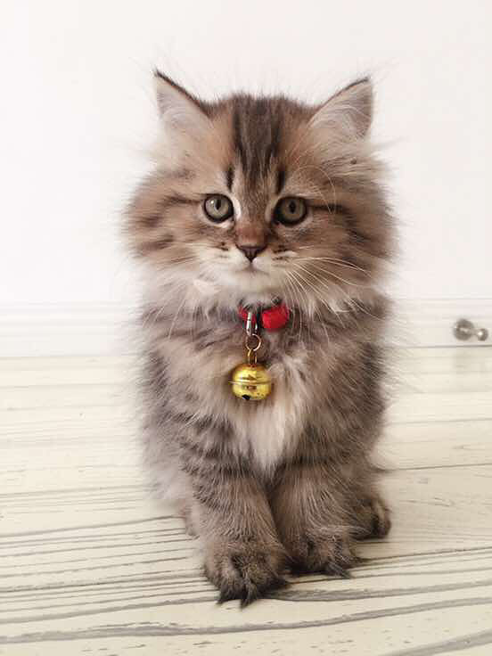 �Ҽҵ�С�ϻ�Ŷ��Ư�����������ã��п�ɪ��