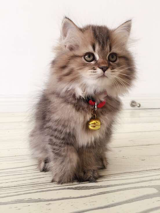 �Ҽҵ�С�ϻ�Ŷ��Ư�����������ã��п�ɪ��