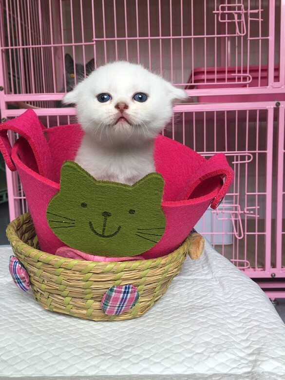 ��ͷ���ã����ۣ��۶���ëɫǳ��ë���㣬��