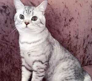 ���첻��Сè�գ�������è��������Сè��Ŀ