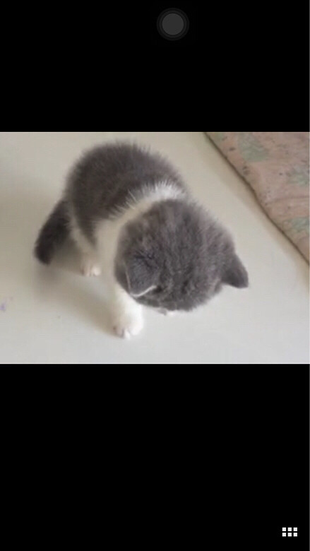 Ӣ������DD��ԧ���ۣ������ˣ���Ҷ��Ƕ�