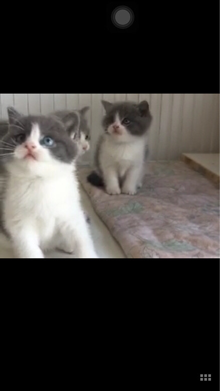 Ӣ������DD��ԧ���ۣ������ˣ���Ҷ��Ƕ�