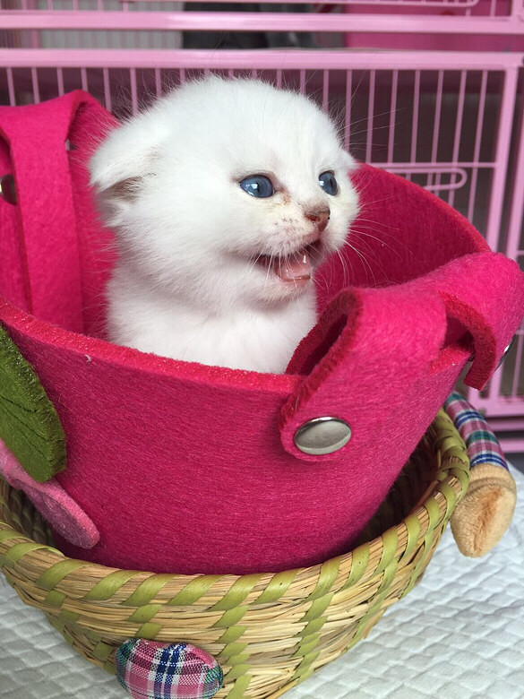 ����MM�����ݿͻ�������