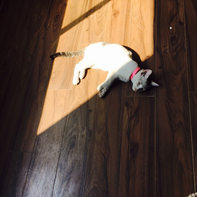 ���ı���ֻ��һ�� ֻ�������һ��