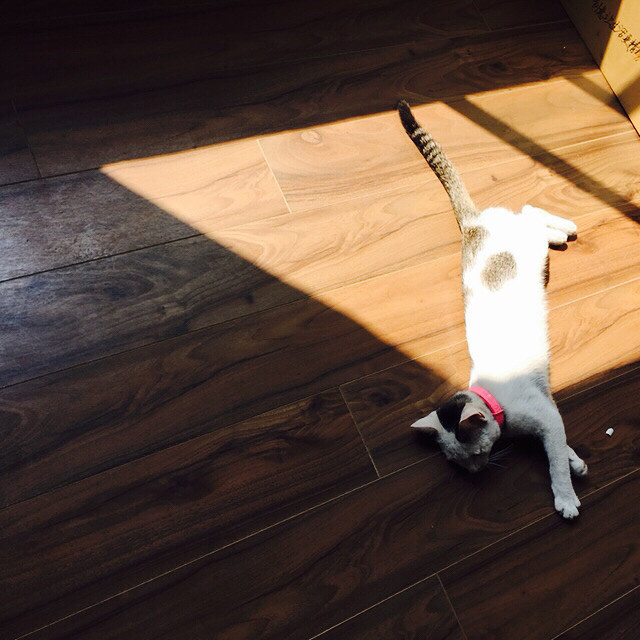 ���ı���ֻ��һ�� ֻ�������һ��