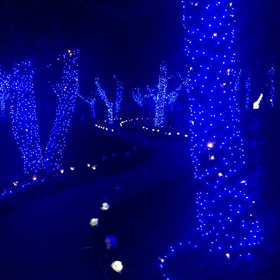 ÷���޵ƹ�ڣ�