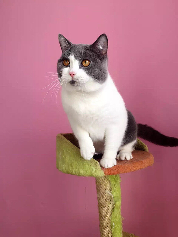 è�����Ư�����ڴ�Сè�̵ĳ���