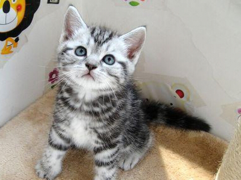 ������ֻ�����������������ݣ����ݵĿͻ���