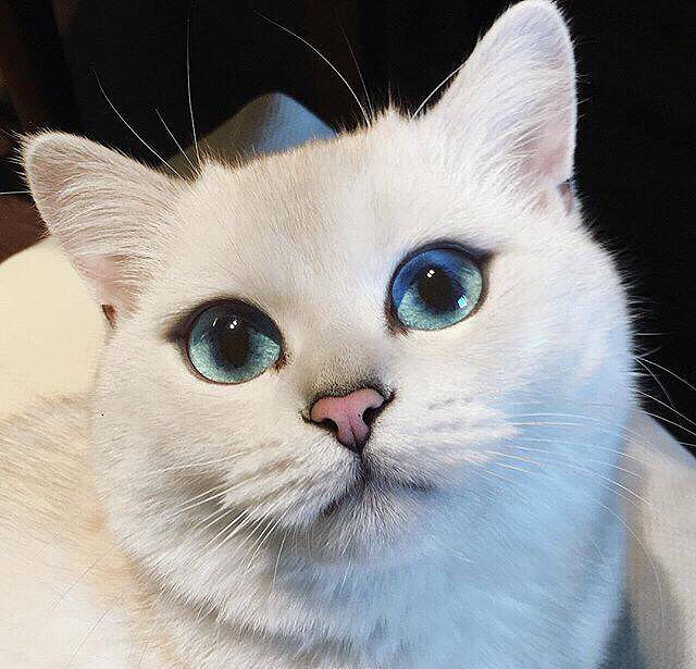 ˮ��ɫ�Ĵ��۾���Ʒ����ô�õ���������ĸ��