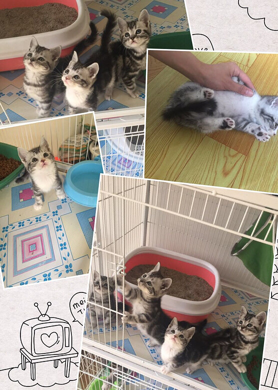 �����̱������ĸ�д�棬¶¶��