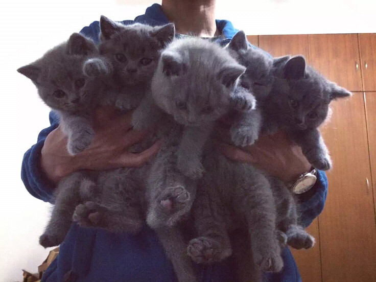 һ������è��