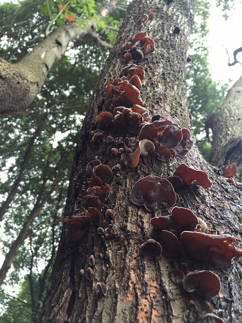 ���ﲻ�³�