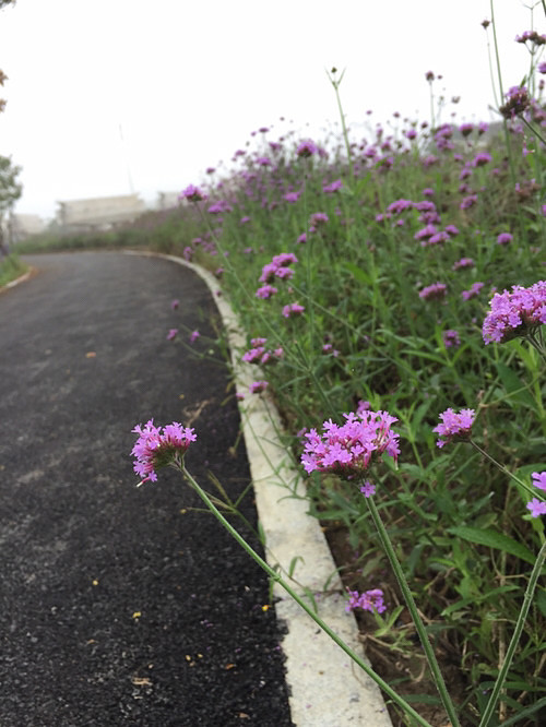 ���ﲻ�³�