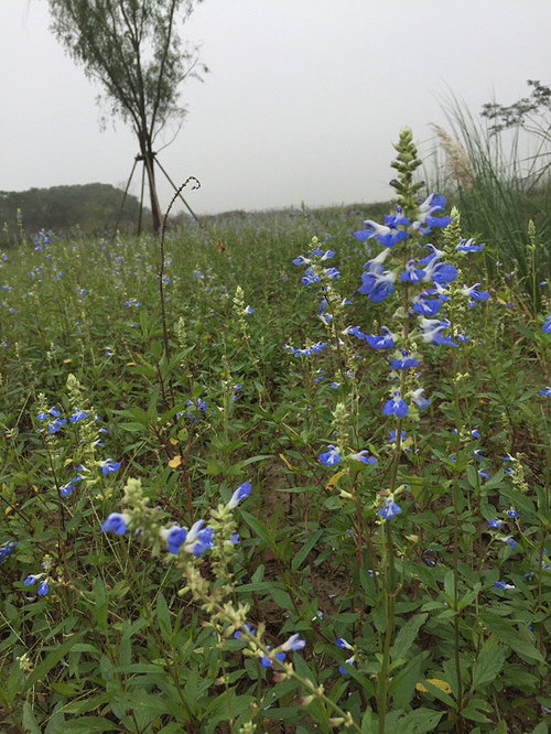 ���ﲻ�³�