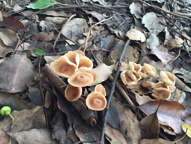 ���ﲻ�³�