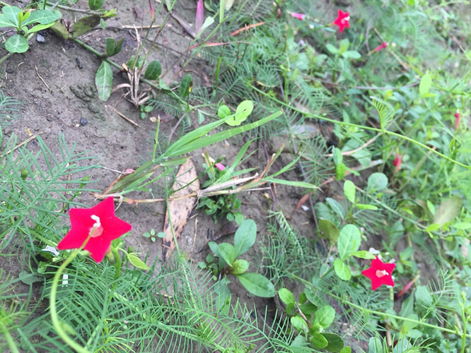 ���ﲻ�³�