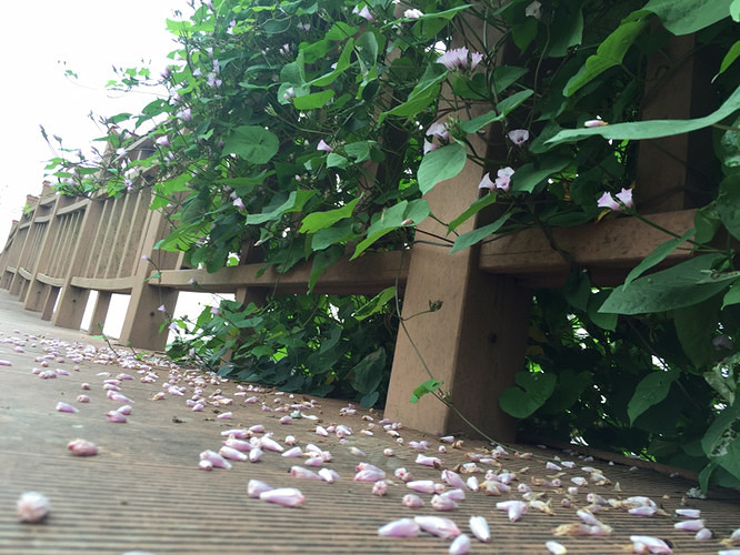 ���ﲻ�³�