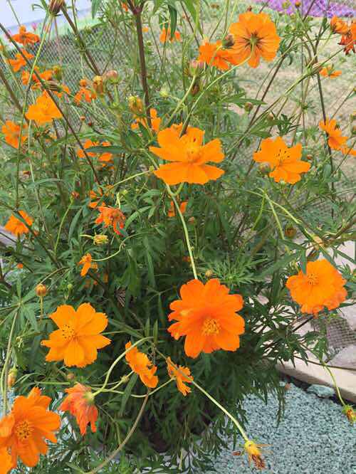 ����չ��������