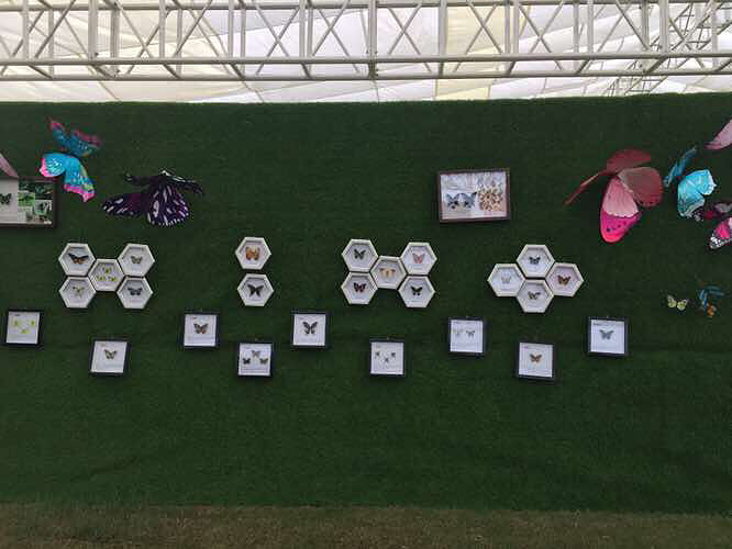 ����չ��������