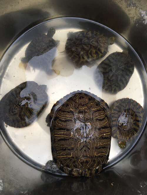 �Լ����ģ�ת��