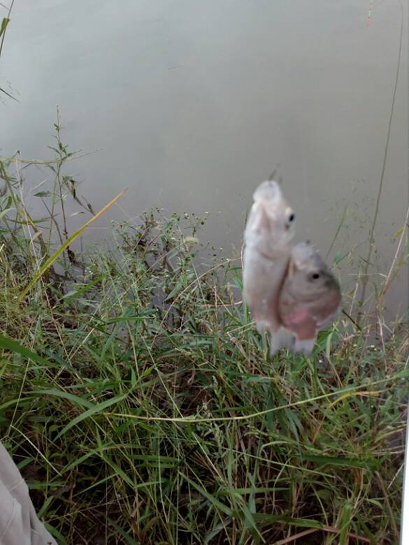 ��С�������������