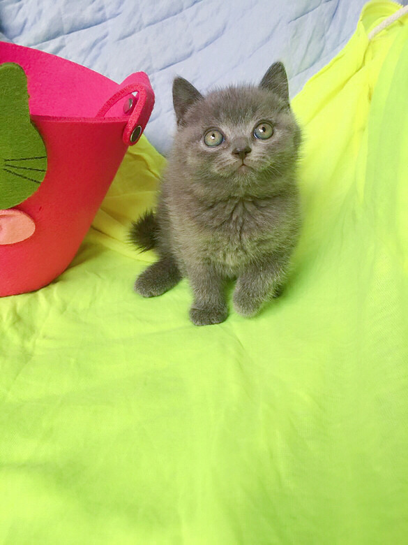 �簲��������