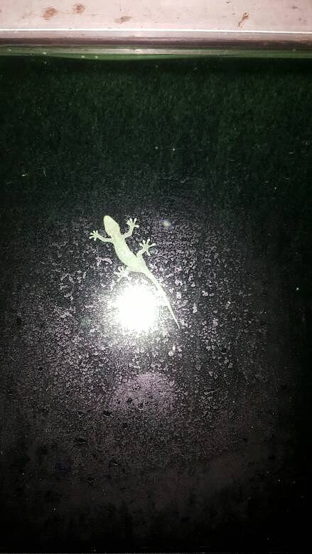 �ڻ�����������