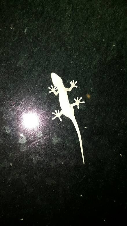 �ڻ�����������