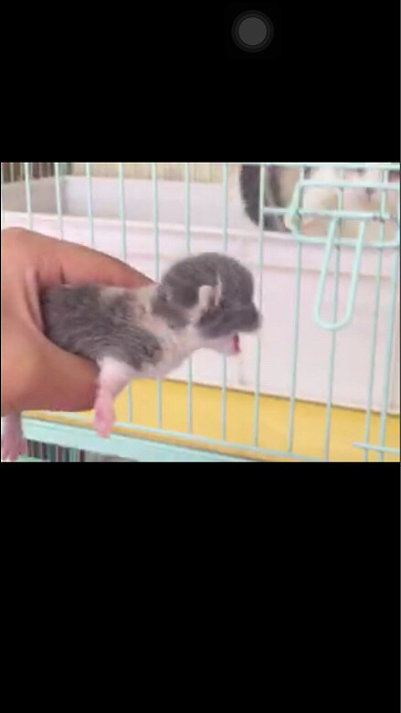 ������OK�� ��Ͳ���ɤ�Ų�С ��������