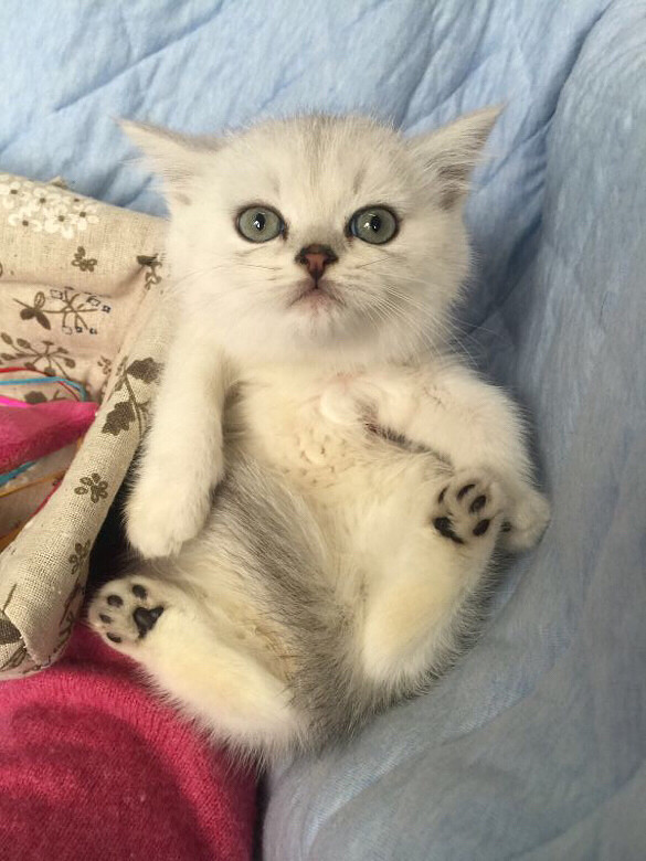 �������Ǳ�������ϲ����������ˣ�˭������